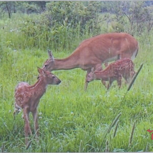 Mama Deer and the Twins USA