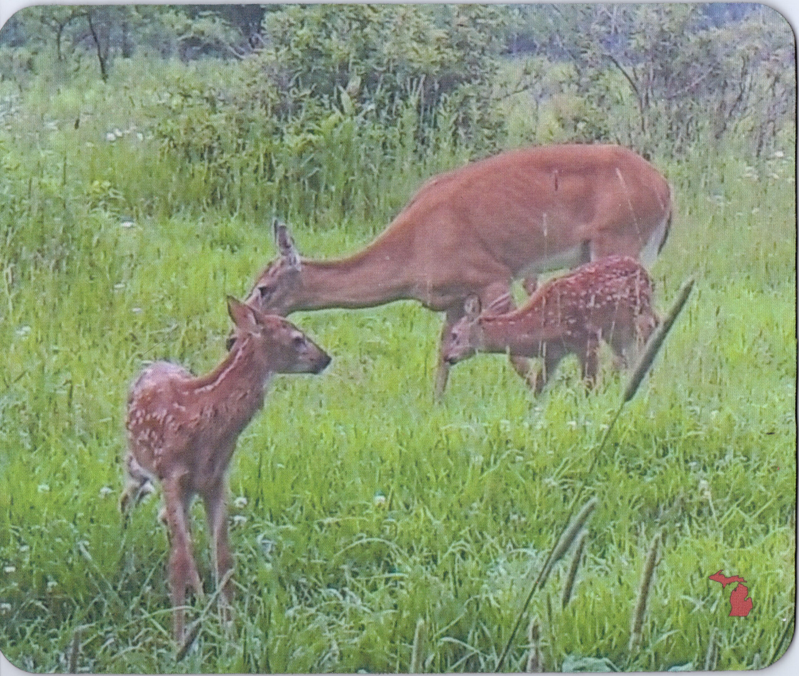 Mama Deer and the Twins USA