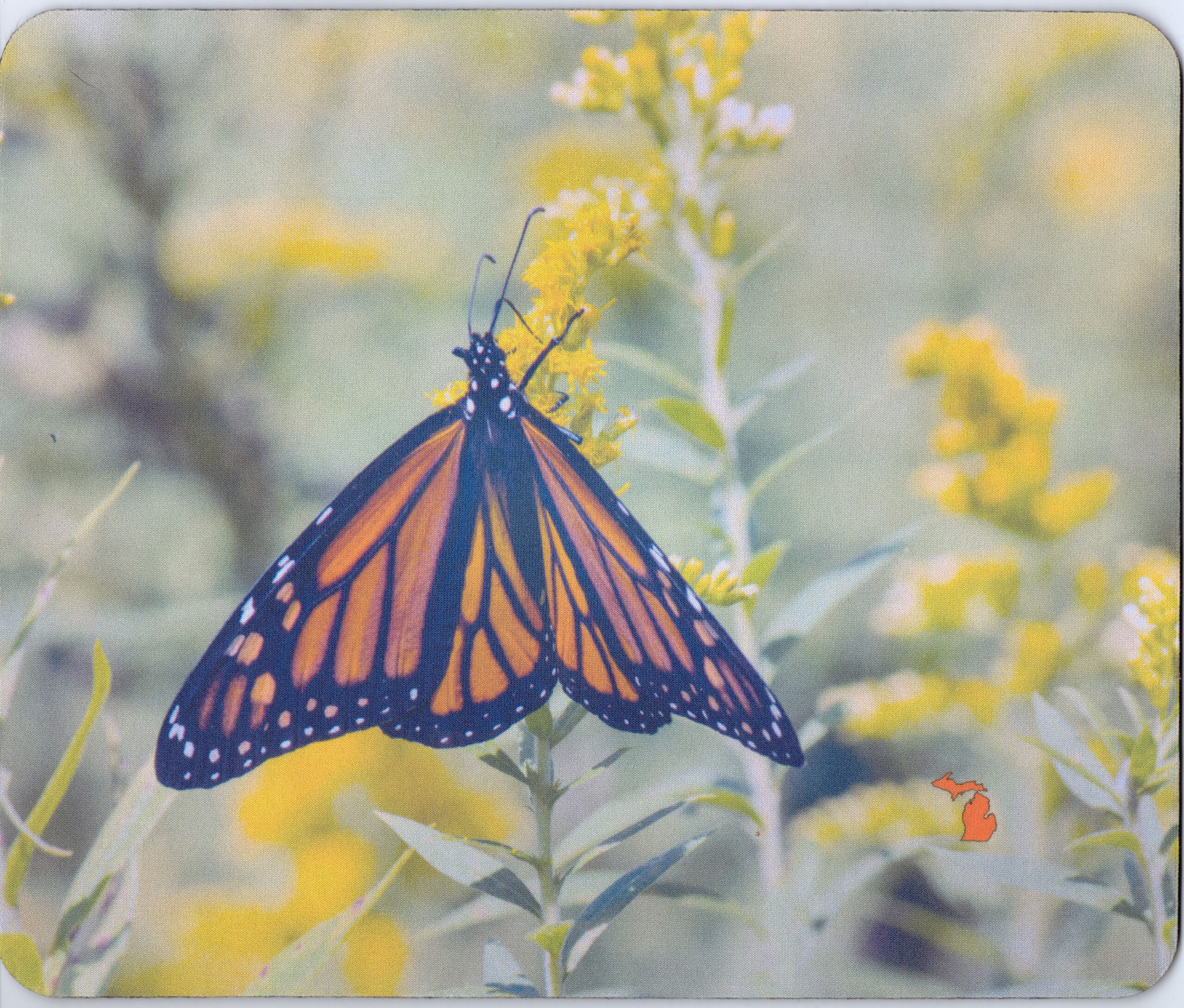 Monarch butterfly mousepad USA