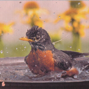 Bathing robin mousepad