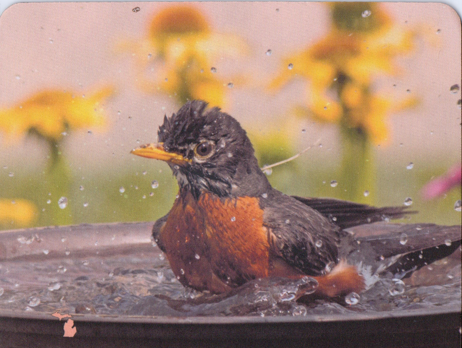 Bathing robin mousepad